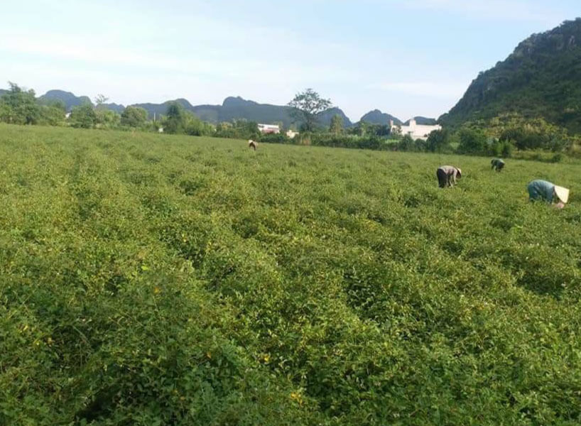 Vườn trồng cà gai leo Yên Thủy